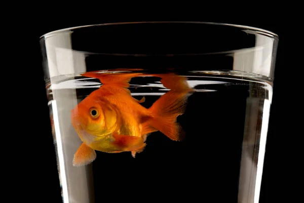 Goldfish Aquarium Isolated Black Background — Stock Photo, Image