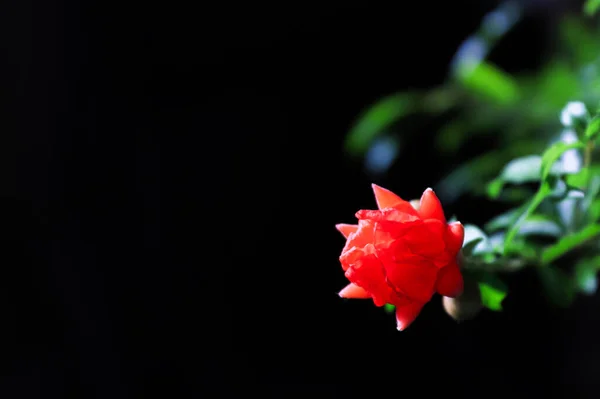 Vacker Röd Blomma Trädgården — Stockfoto