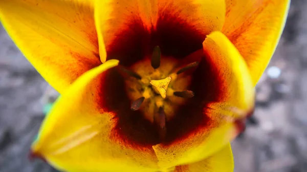 Primo Piano Semi Fiori Tulipano Colorati — Foto Stock