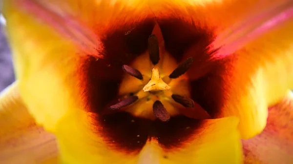 Renkli Lale Tohumları Çiçekleri Kapatın — Stok fotoğraf