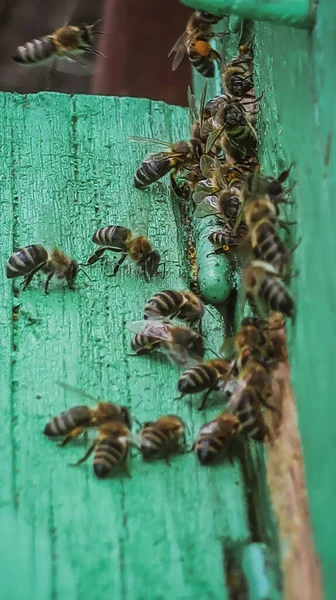 Close Bees Beehive Entry — Stock Photo, Image