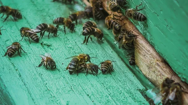 Méhek Közelsége Méhkaptár Bejáratánál — Stock Fotó