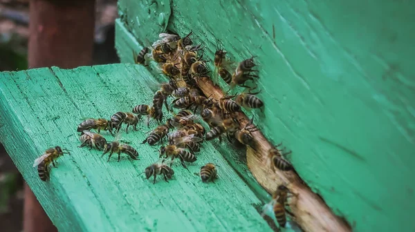 Méhek Közelsége Méhkaptár Bejáratánál — Stock Fotó