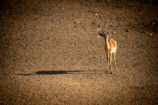 Αρσενικό Κοινό Impala Στέκεται Μεγάλη Σκιά — Φωτογραφία Αρχείου