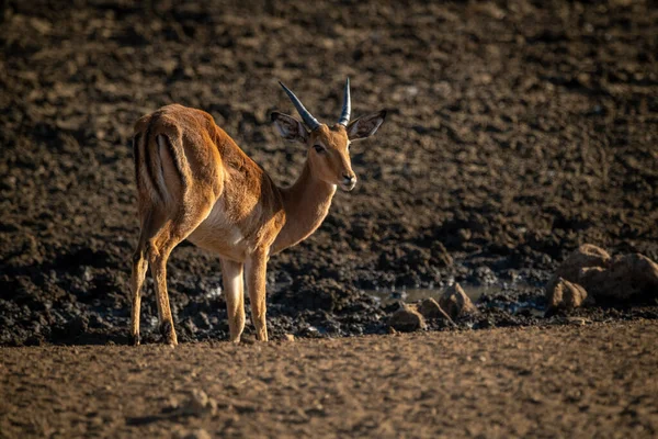 Masculino Comum Impala Stands Por Lodo Waterhole — Fotografia de Stock