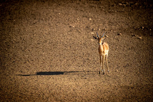 Impala Mâle Commun Avec Ombre Longue — Photo