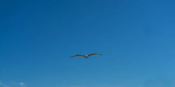 Gaivota Pássaro Branco Com Fundo Azul Céu Mar Baltico — Fotografia de Stock