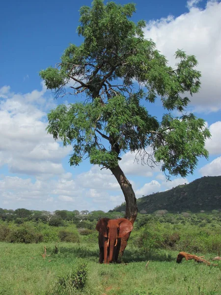 Elefante Africano Savana Kenya — Fotografia de Stock