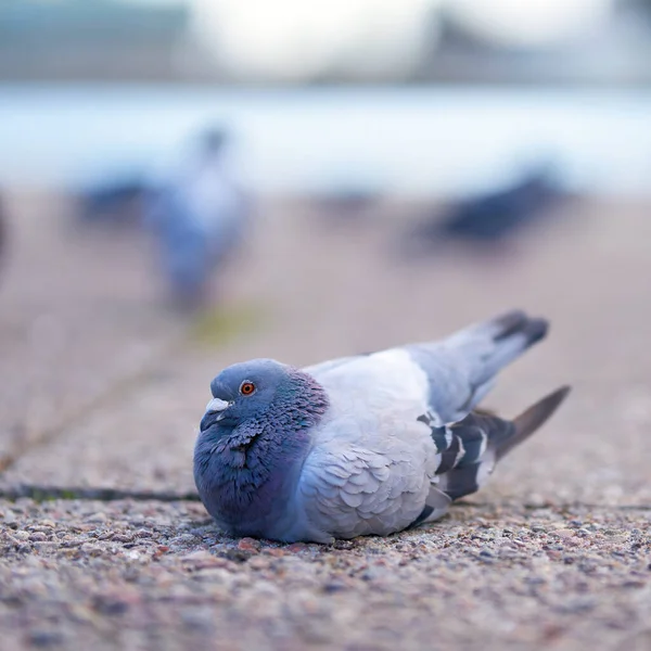 Gros Plan Pigeon Assis Sur Une Pierre — Photo