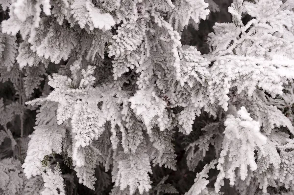 Ramo Fosco Árvore Thuja Parque Cidade Volgograd — Fotografia de Stock