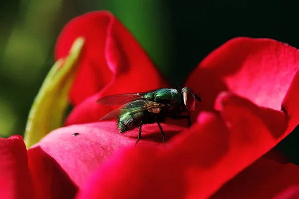 Μια Πράσινη Χρυσόμυγα Lucilia Sericata Κάθεται Ένα Κόκκινο Τριαντάφυλλο — Φωτογραφία Αρχείου