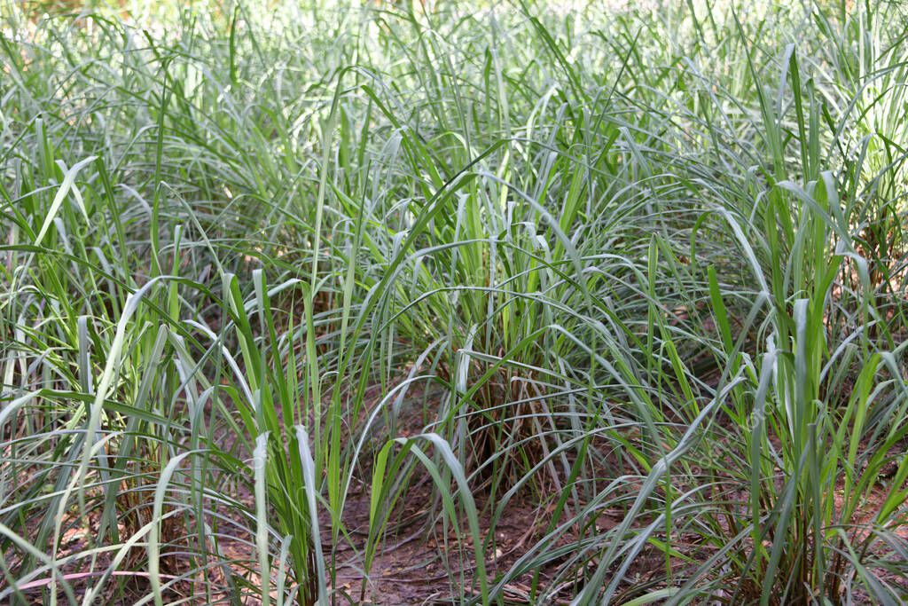 El limoncillo verde de las Indias Occidentales, conocido como