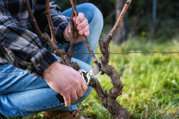 Primer Plano Una Mano Viticultor Poda Viñedo Con Tijeras Acero —  Fotos de Stock