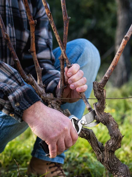 Primer Plano Una Mano Viticultor Poda Viñedo Con Tijeras Acero —  Fotos de Stock