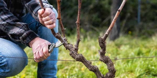 Primer Plano Una Mano Viticultor Poda Viñedo Con Tijeras Acero —  Fotos de Stock