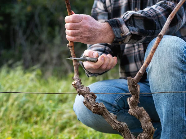 Primer Plano Una Mano Viticultor Poda Viñedo Con Tijeras Acero —  Fotos de Stock