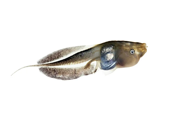 白で分離されたアフリカのゴム製カエルのタポール フレマニアンティス ビフィカタス — ストック写真