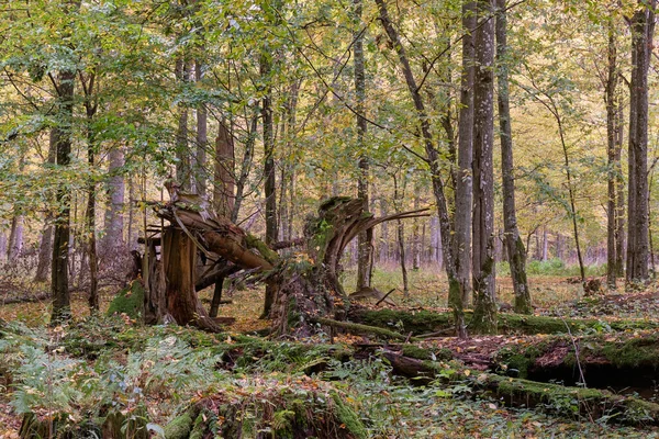 Ormanda Güzel Bir Orman Manzarası — Stok fotoğraf