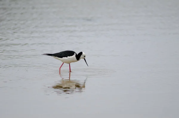 Oiseau Sur Rivière — Photo