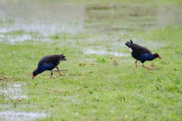 Ein Paar Wilde Vögel Gras — Stockfoto