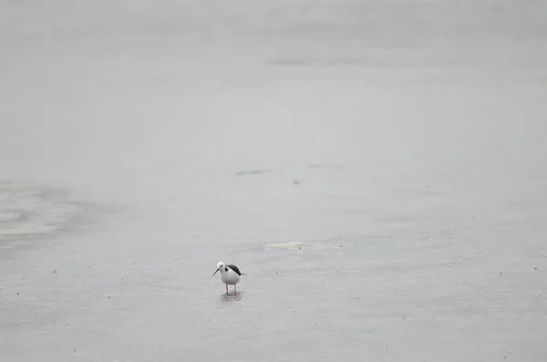 Ein Schwarm Vögel Wasser — Stockfoto