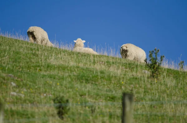 Овцы Пасутся Лугу Горах — стоковое фото