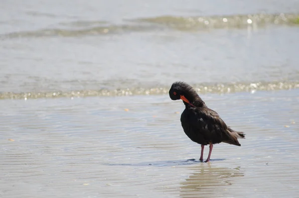 Eine Möwe Wasser — Stockfoto