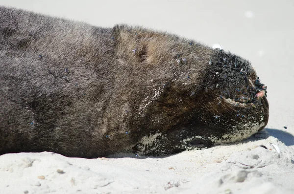 Nya Zeelands Sjölejon Phocarctos Hora Vilar Strand Rauone Otagohalvön Otago — Stockfoto