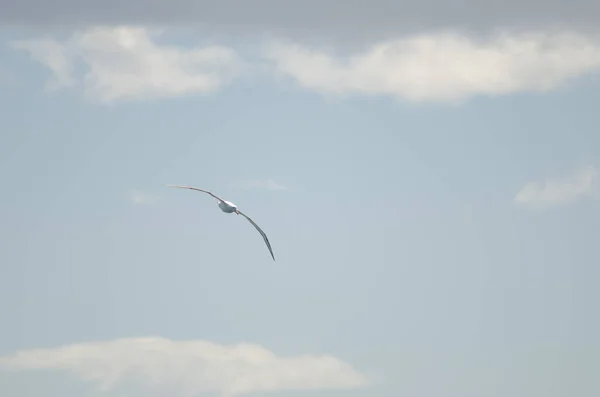 Seagull Flying Sky — Stock Photo, Image