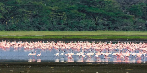 Flamingos Lake — Stock Photo, Image