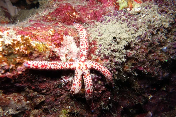 Hermosa Anémona Mar Agua Roja — Foto de Stock