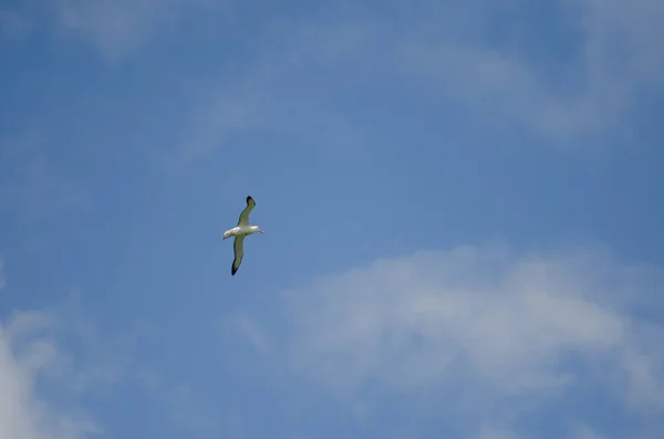 Northern Royal Albatross Diomedea Sandfordi Flight Taiaroa Head Taiaroa Head — Stock Photo, Image