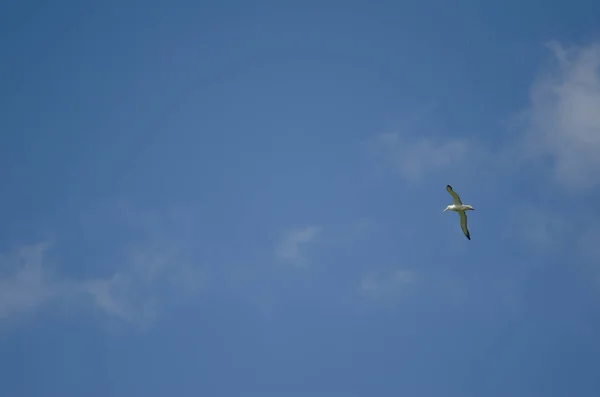 Nordlig Kunglig Albatross Diomedea Och För Flygning Taiaroa Huvudet Taiaroas — Stockfoto