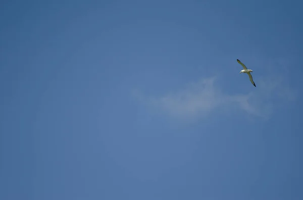 Nordlig Kunglig Albatross Diomedea Och För Flygning Taiaroa Huvudet Taiaroas — Stockfoto