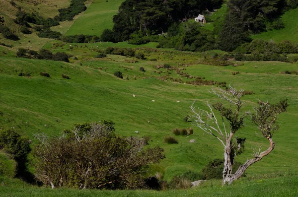 山の緑の草や木は — ストック写真