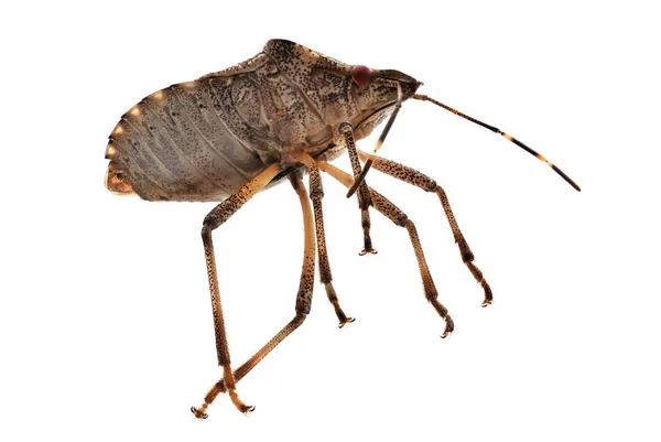 Isolated Cockroach White Background — Stock Photo, Image