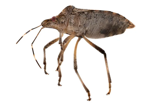 Geïsoleerde Macro Van Een Kakkerlak — Stockfoto
