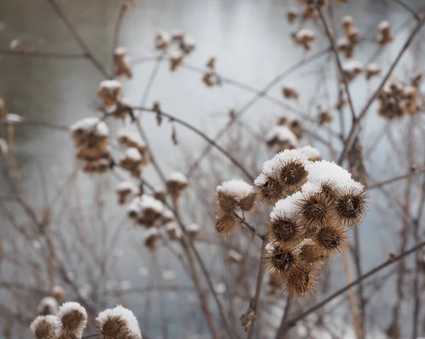 雪の中の乾いた草 — ストック写真