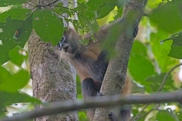 Geoffroys Pająk Małpa Rain Forest Drzewo Parku Narodowym Tortuguero Kostaryce — Zdjęcie stockowe