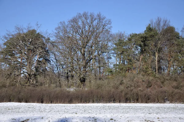 stock image winter landscape with snow and trees