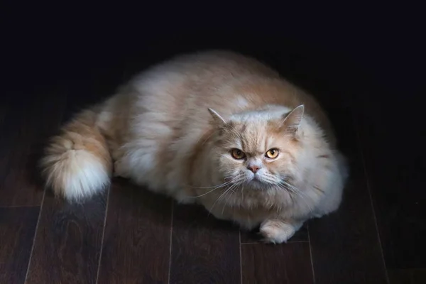 An adult British Longhair cat, lying on the floor.