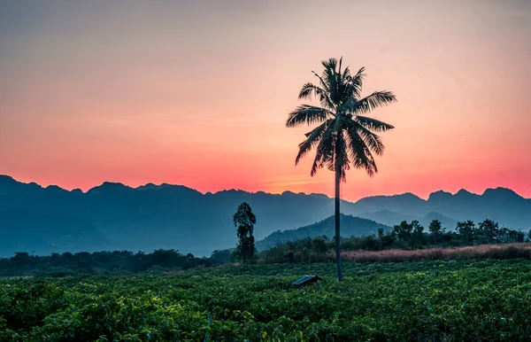 Siluet Palmiye Hindistan Cevizi Ağacı Arka Planda Dağlar Kanchanaburi Tayland — Stok fotoğraf