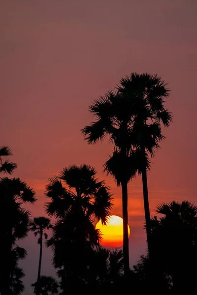 Silhouette Palme Sonnenuntergang Über Rosa Orangefarbenem Himmel Abend Tropischer Sonnenuntergang — Stockfoto