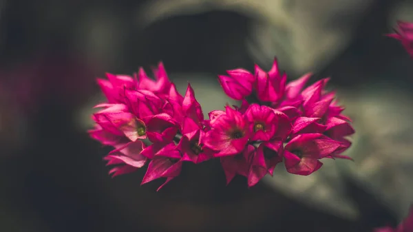 Närbild Vacker Älva Drömmande Magi Rosa Lila Blommor Suddig Bakgrund — Stockfoto