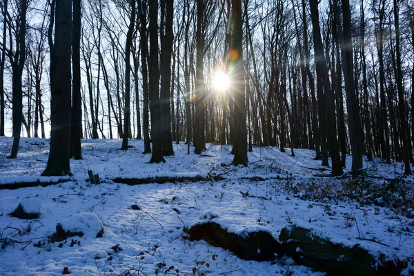 Trees Sunrise Forest Winter Snow Shining Sun Many Sunbeams — Stock Photo, Image