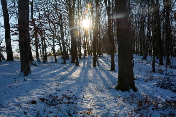 Manhã Cedo Sol Floresta Com Neve Spessart Baviera Alemanha — Fotografia de Stock