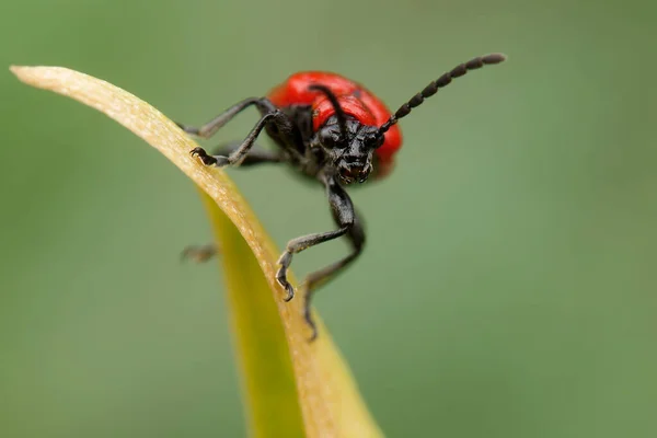 Nahaufnahme Eines Bugs — Stockfoto