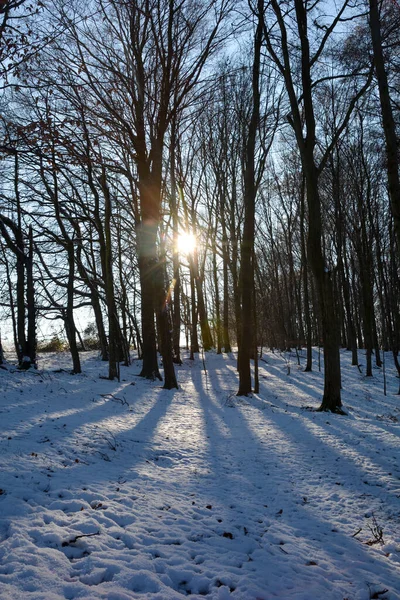 Деревья Рассвете Лесу Зима Снегом Сияющим Солнцем Шпессарте Бавария Германия — стоковое фото