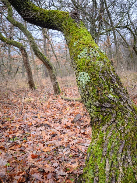 나무줄기 이끼와 — 스톡 사진