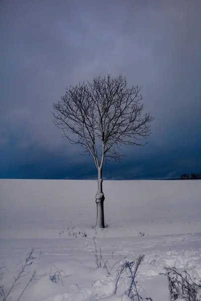 Árbol Paisaje Mucha Nieve Con Cielo Nublado Spessart Baviera Alemania — Foto de Stock